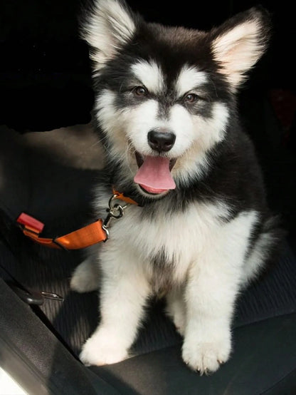 1 Pc Pet Seat Belt For Dog & Cat for Car